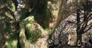비자림 새천년 비자나무